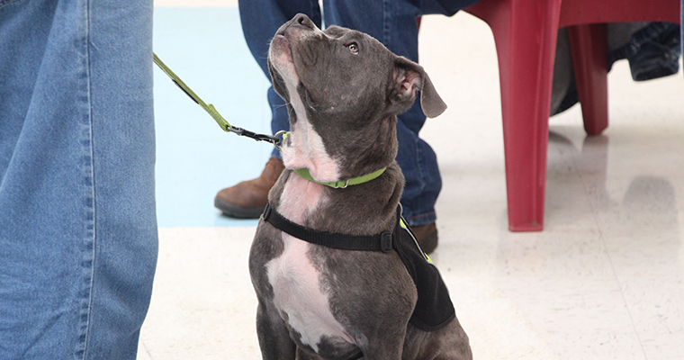 Dog in the FETCH program