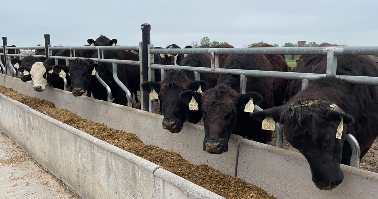 Cattle eating